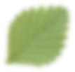 blur-leaf