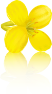 yellow-flower-refl